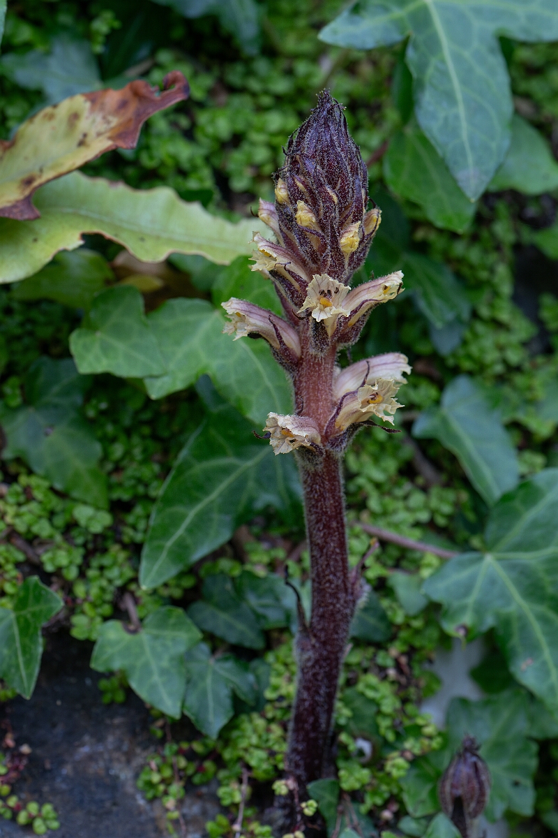 David Plant Photography - Wildlife Photography - Ivy broomrape - J.jpg - Ivy broomrape - Cornwall
