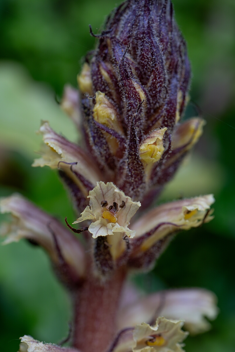 David Plant Photography - Wildlife Photography - Ivy broomrape - K.jpg - Ivy broomrape - Cornwall
