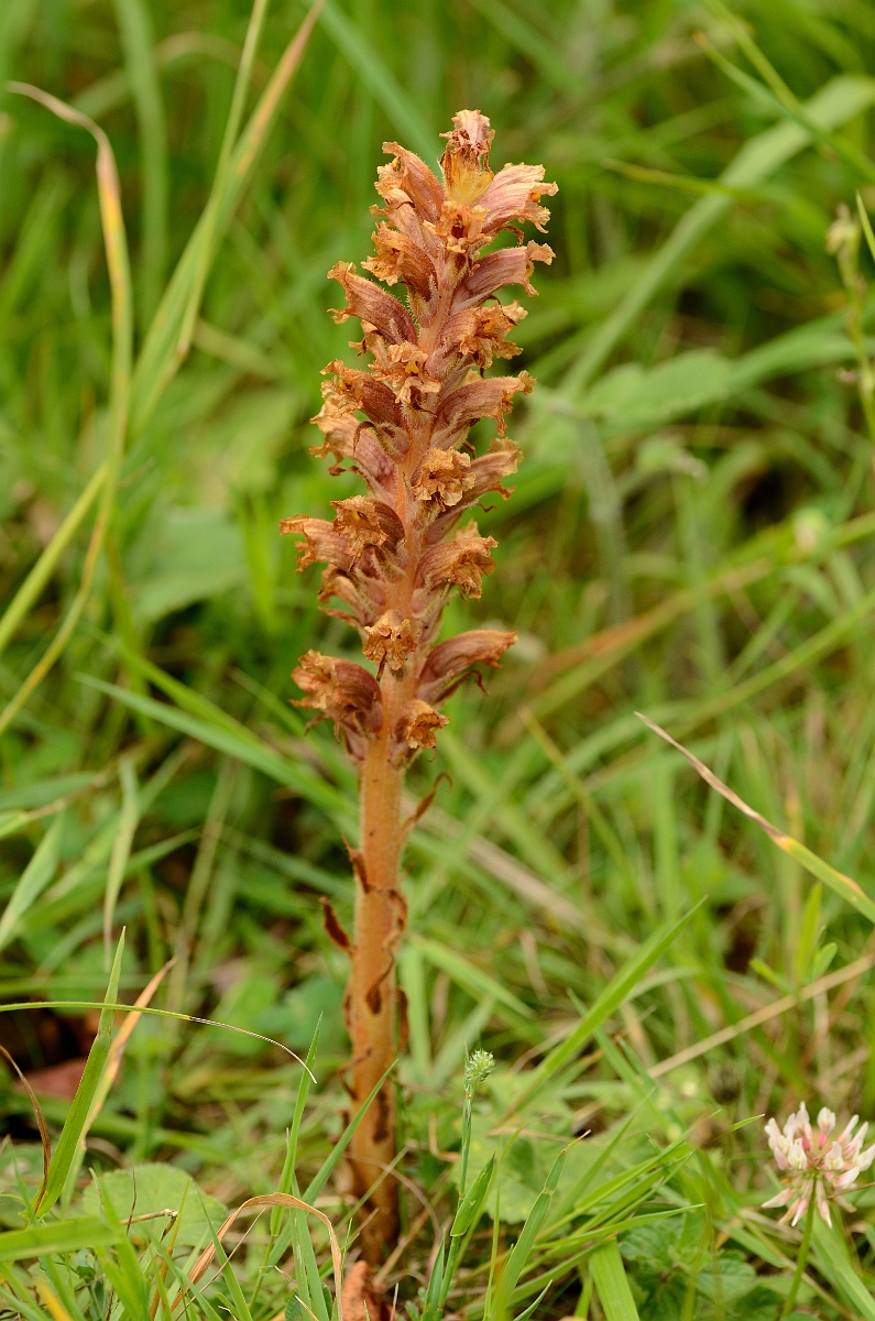 David Plant Photography - Wildlife Photography - Knapweed broomrape - A.jpg - Knapweed broomrape - Cambridgeshire
