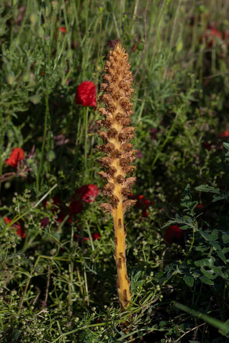David Plant Photography - Wildlife Photography - Knapweed broomrape - C.JPG - Knapweed broomrape - Hertfordshire
