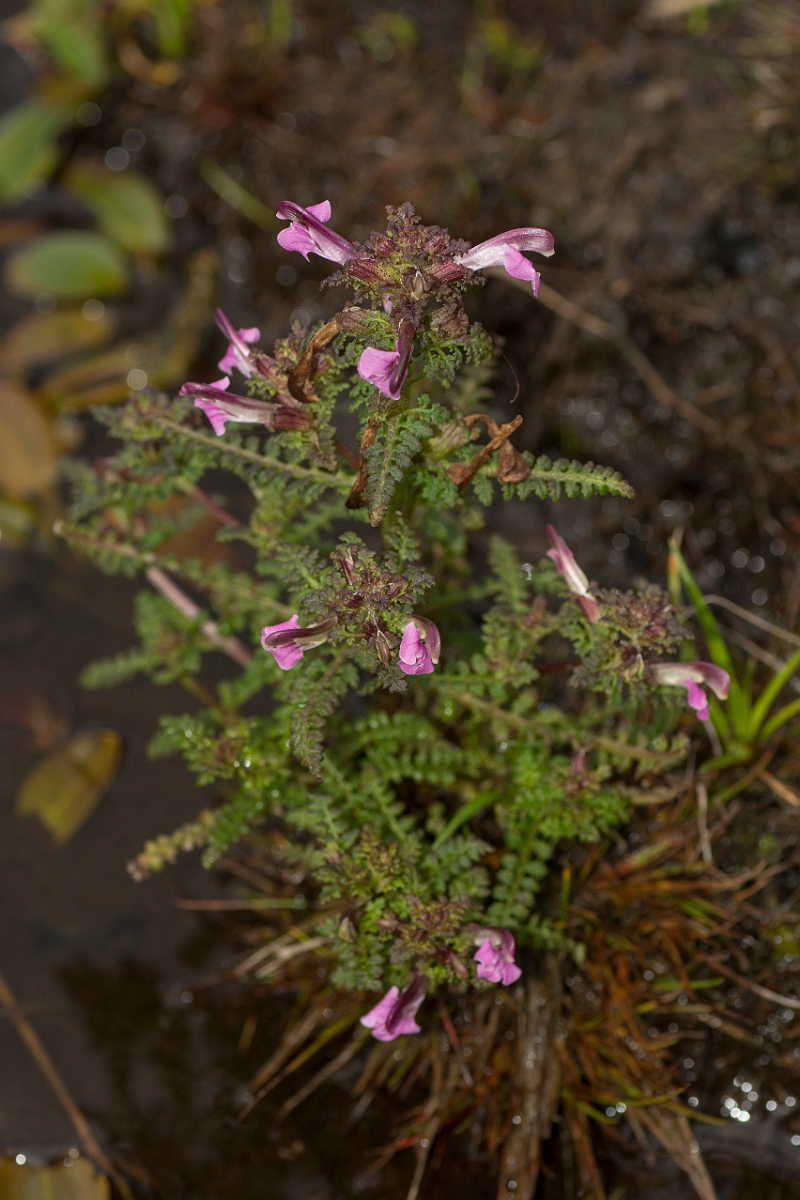 David Plant Photography - Wildlife Photography - Marsh lousewort - A.jpg - Marsh lousewort - Ayrshire