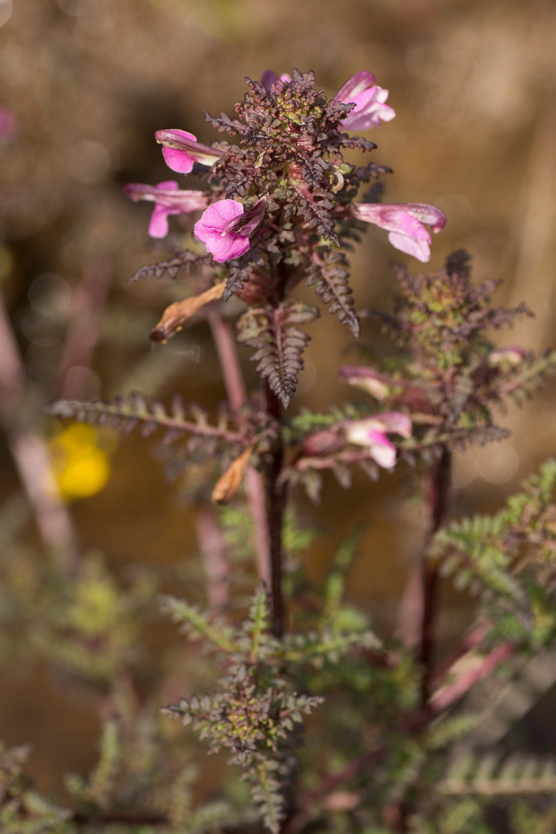 David Plant Photography - Wildlife Photography - Marsh lousewort - B.jpg - Marsh lousewort - Ayrshire