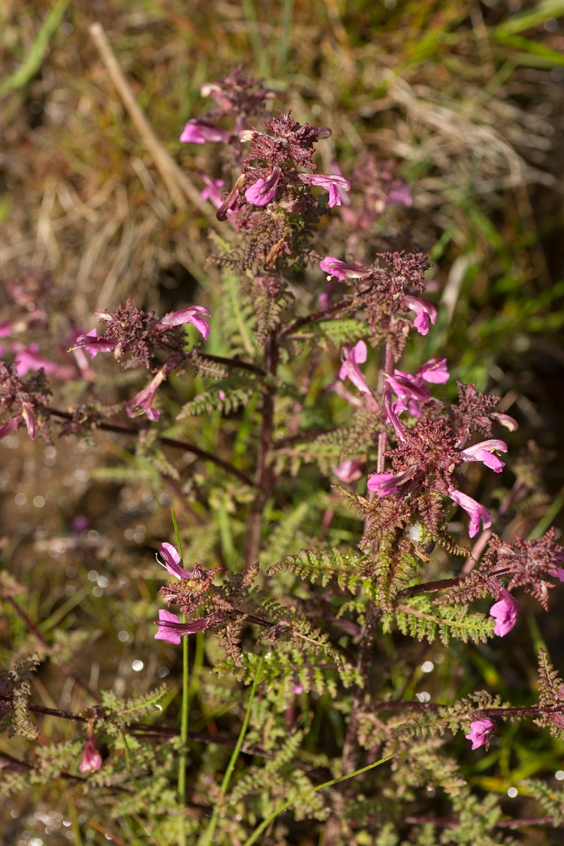 David Plant Photography - Wildlife Photography - Marsh lousewort - C.jpg - Marsh lousewort - Ayrshire