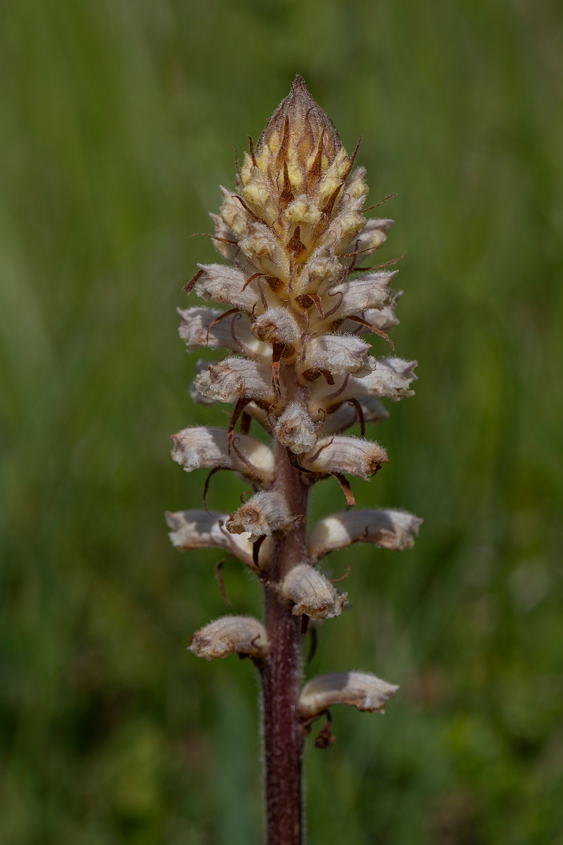 David Plant Photography - Wildlife Photography - Oxtongue broomrape - A.JPG - Oxtongue broomrape - Kent