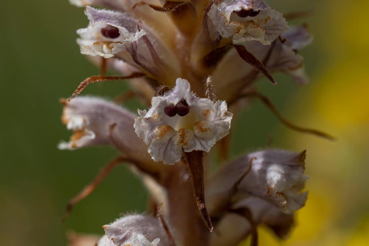 David Plant Photography - Wildlife Photography - Oxtongue broomrape - C.JPG - Oxtongue broomrape - Kent