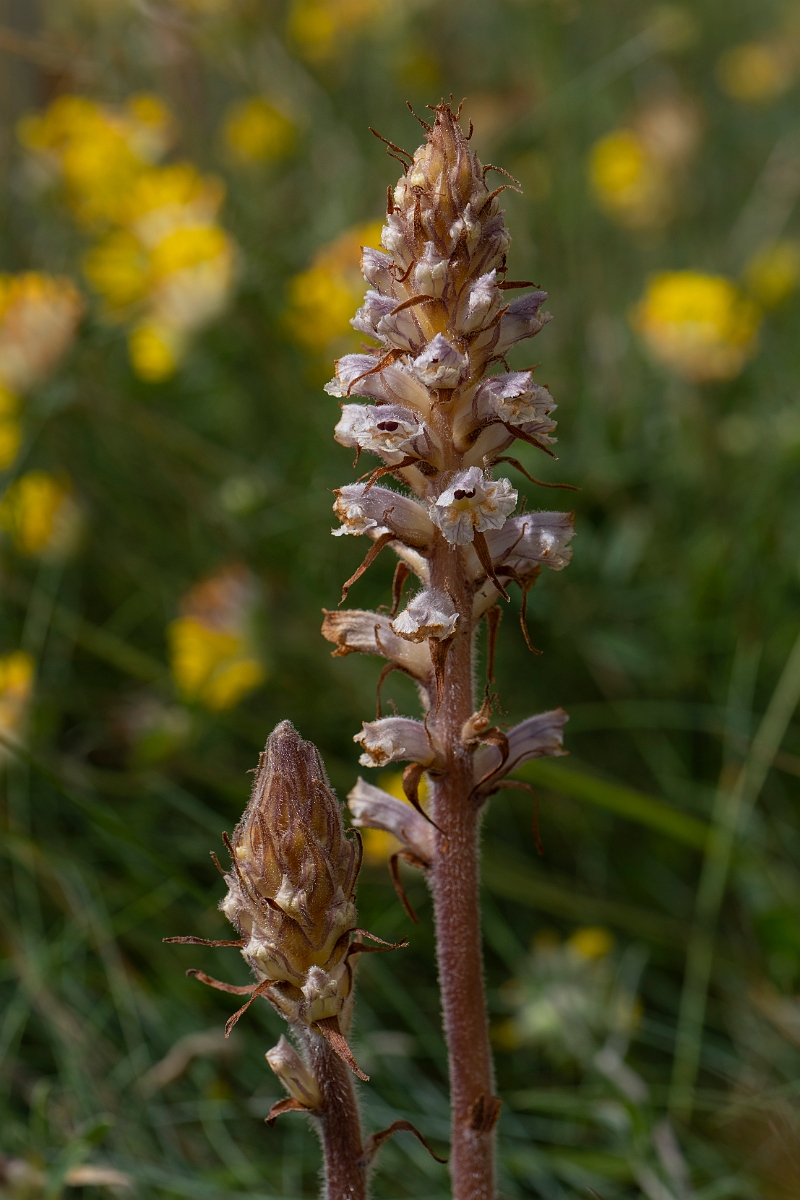 David Plant Photography - Wildlife Photography - Oxtongue broomrape - D.JPG - Oxtongue broomrape - Kent