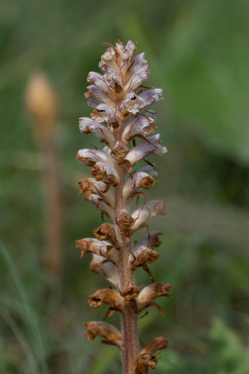 David Plant Photography - Wildlife Photography - Oxtongue broomrape - E.JPG - Oxtongue broomrape - Kent