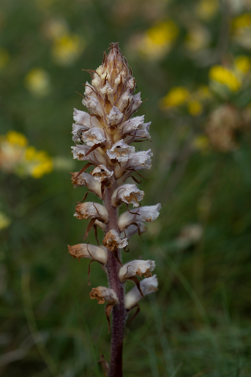 David Plant Photography - Wildlife Photography - Oxtongue broomrape - F.JPG - Oxtongue broomrape - Kent