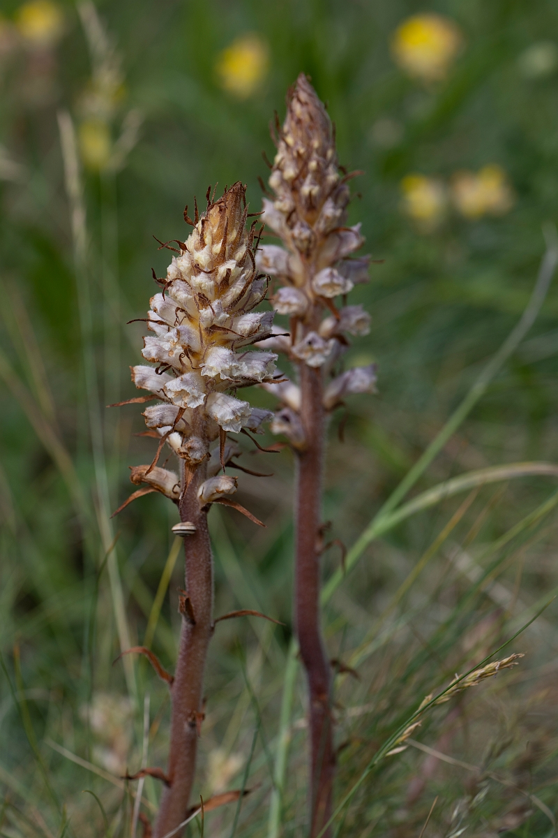 David Plant Photography - Wildlife Photography - Oxtongue broomrape - G.JPG - Oxtongue broomrape - Kent
