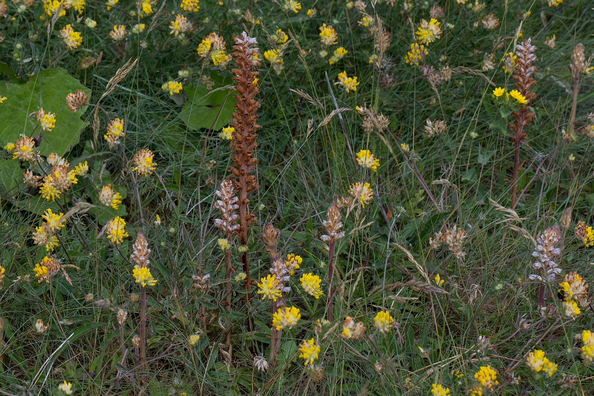 David Plant Photography - Wildlife Photography - Oxtongue broomrape - H.JPG - Oxtongue broomrape - Kent