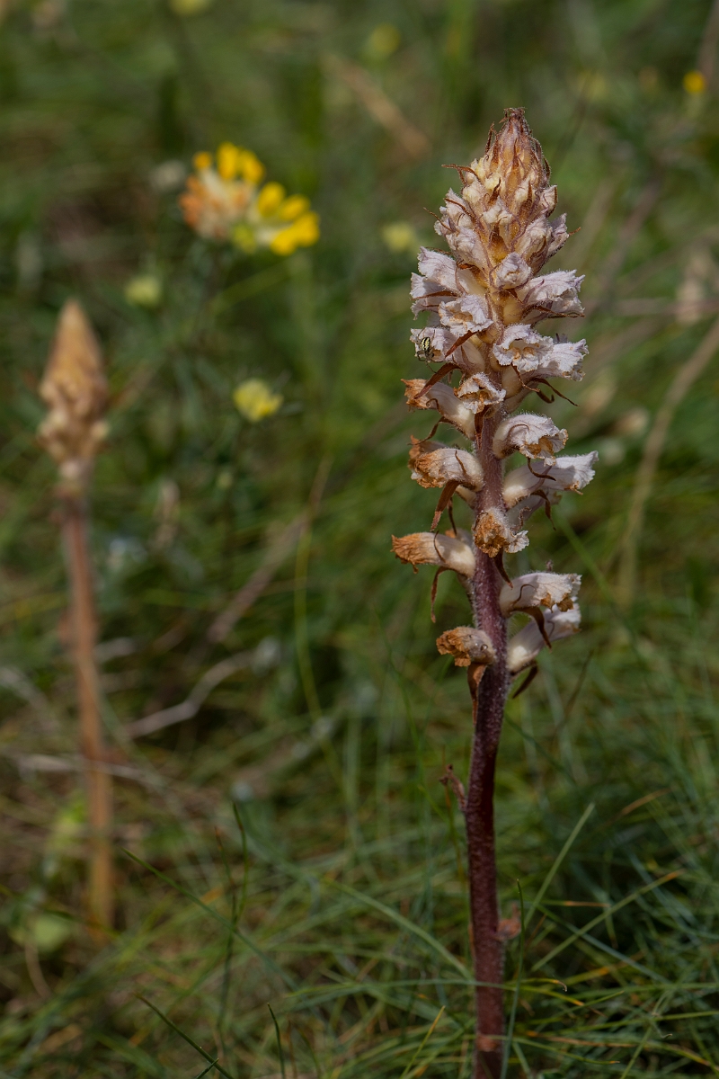 David Plant Photography - Wildlife Photography - Oxtongue broomrape - I.JPG - Oxtongue broomrape - Kent