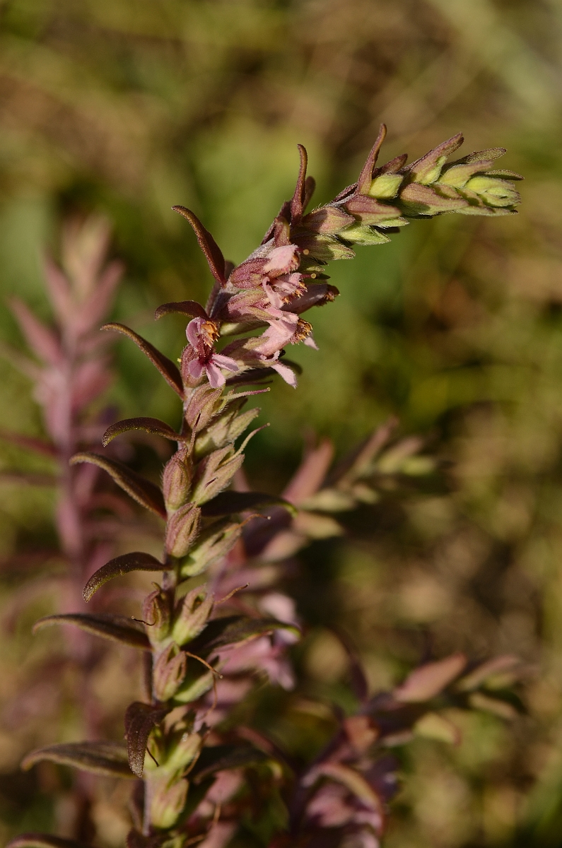 David Plant Photography - Wildlife Photography - Red bartsia - A.jpg - Red bartsia flowers - Essex