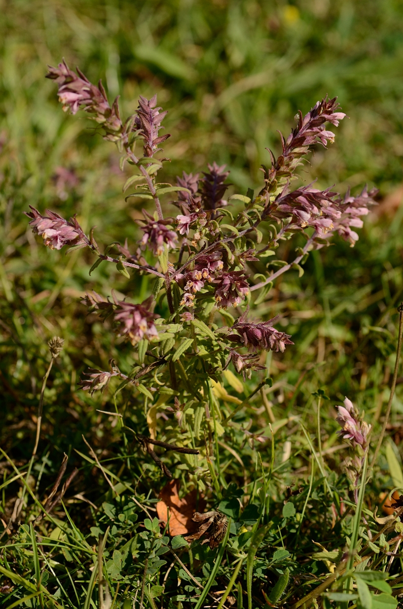 David Plant Photography - Wildlife Photography - Red bartsia - C.jpg - Red bartsia plant - Bedfordshire