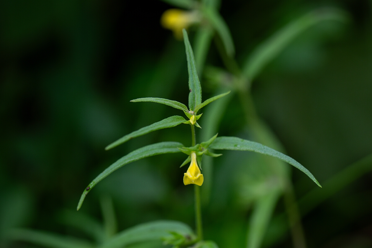 David Plant Photography - Wildlife Photography - Small cow-wheat - B.jpg - Small cow-wheat - Perthshire
