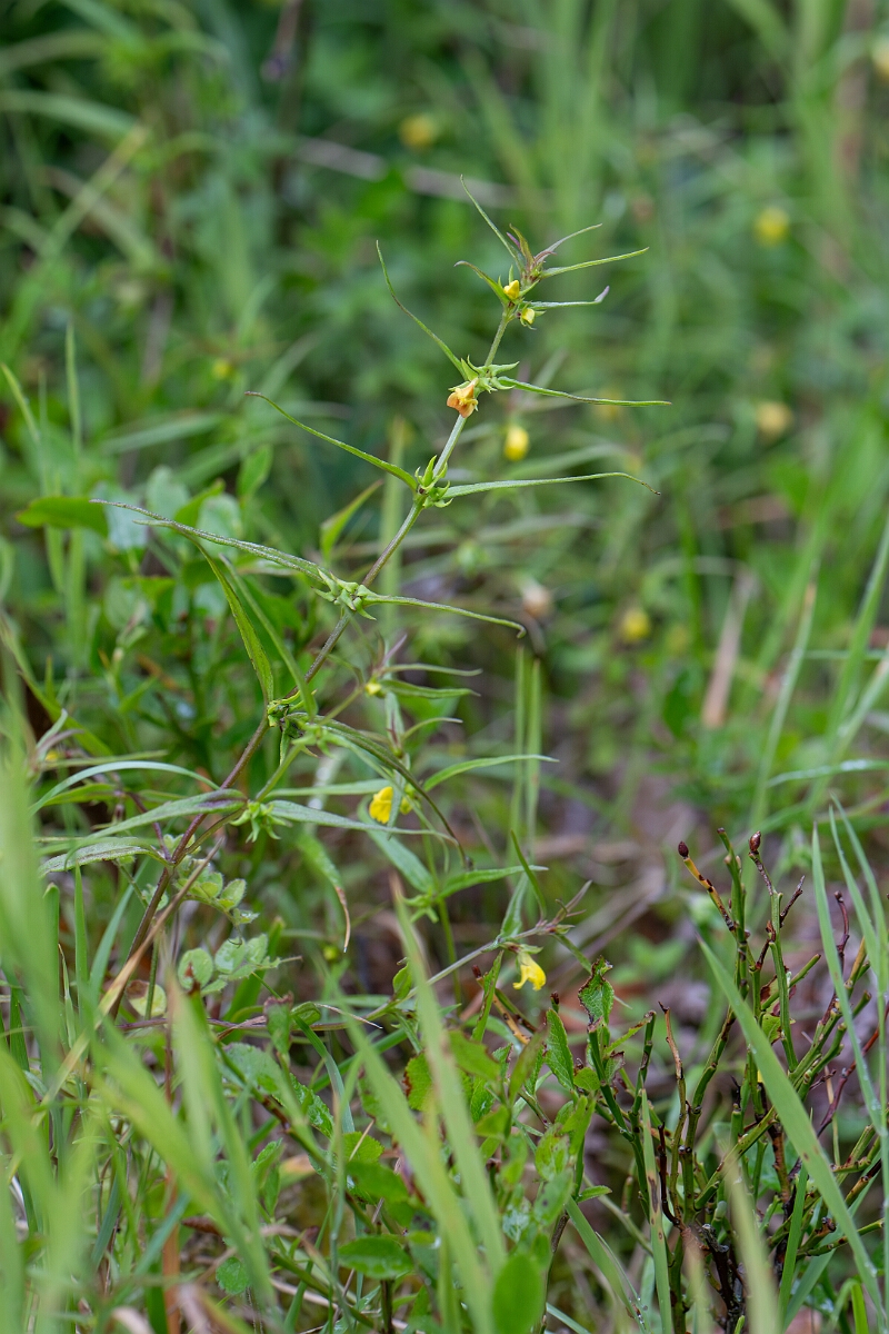 David Plant Photography - Wildlife Photography - Small cow-wheat - C.jpg - Small cow-wheat - Perthshire