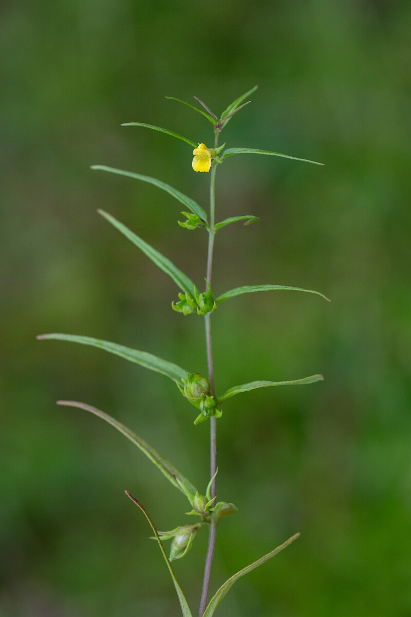 David Plant Photography - Wildlife Photography - Small cow-wheat - D.jpg - Small cow-wheat - Perthshire