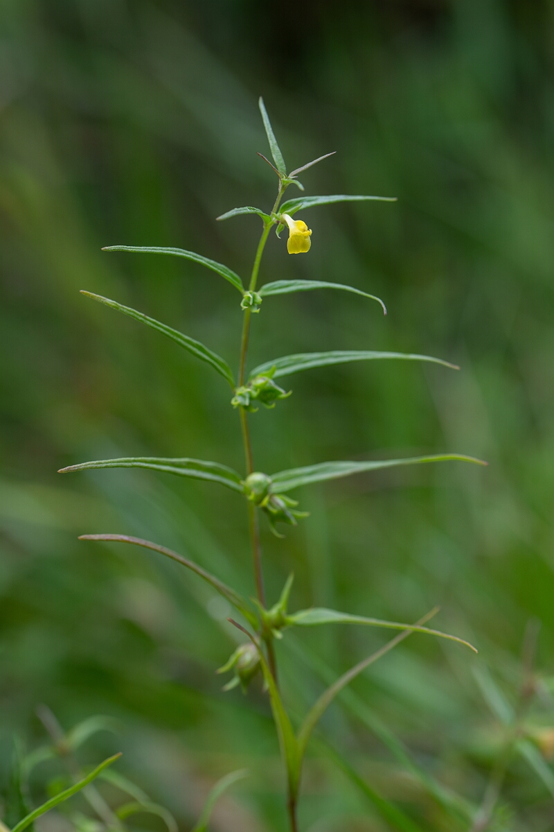 David Plant Photography - Wildlife Photography - Small cow-wheat - G.jpg - Small cow-wheat - Perthshire