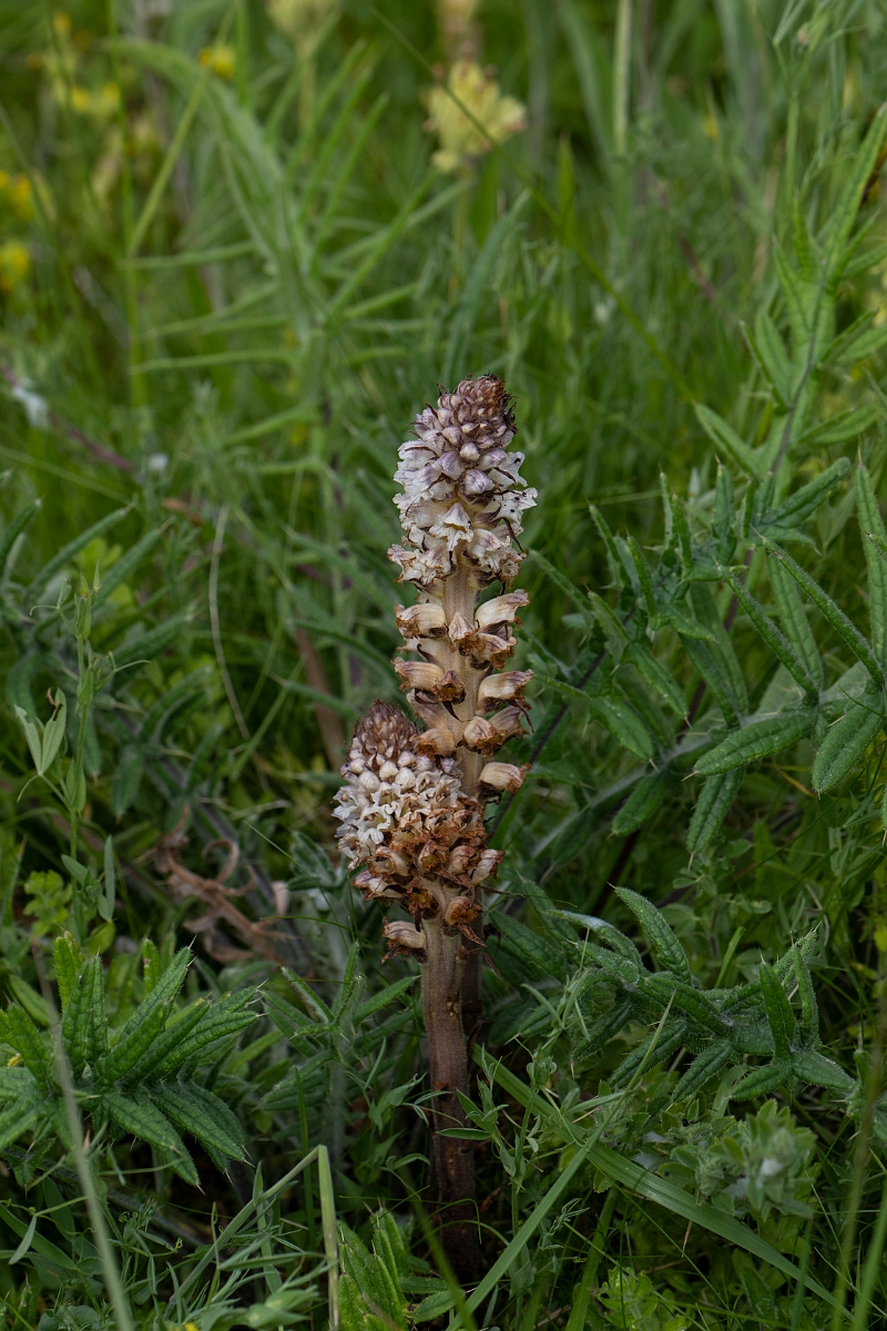 David Plant Photography - Wildlife Photography - Thistle broomrape - A.JPG - Thistle broomrape - Yorkshire