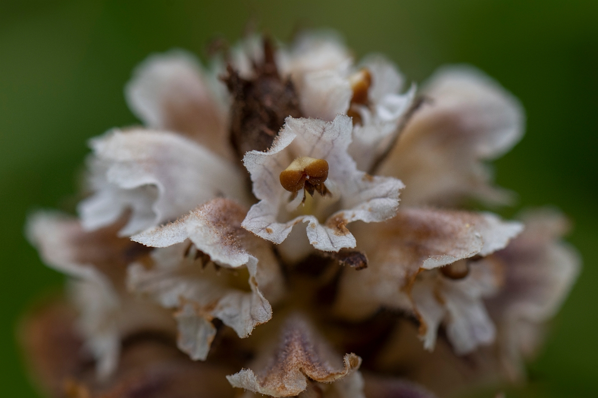 David Plant Photography - Wildlife Photography - Thistle broomrape - B.JPG - Thistle broomrape - Yorkshire