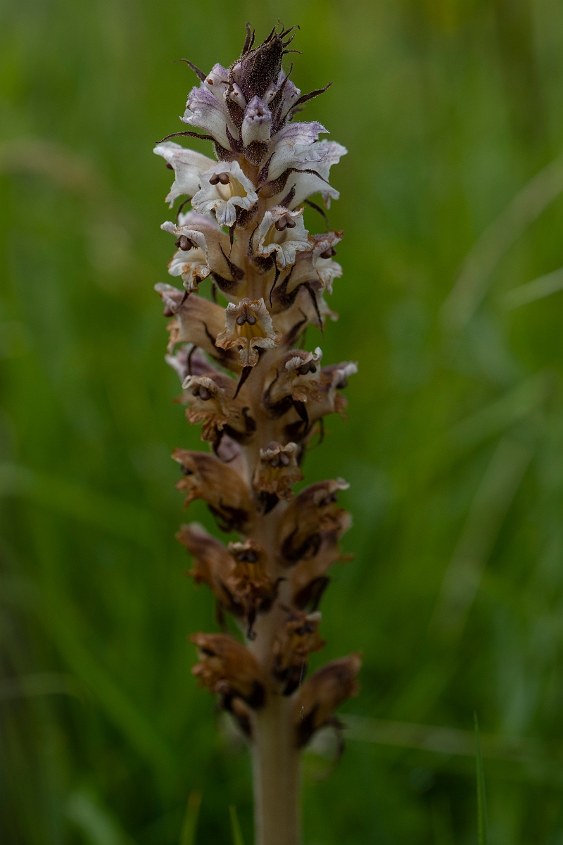 David Plant Photography - Wildlife Photography - Thistle broomrape - C.JPG - Thistle broomrape - Yorkshire