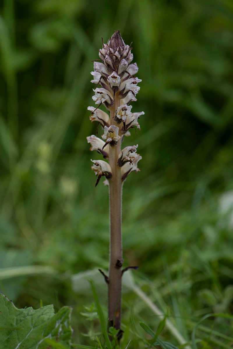 David Plant Photography - Wildlife Photography - Thistle broomrape - D.JPG - Thistle broomrape - Yorkshire