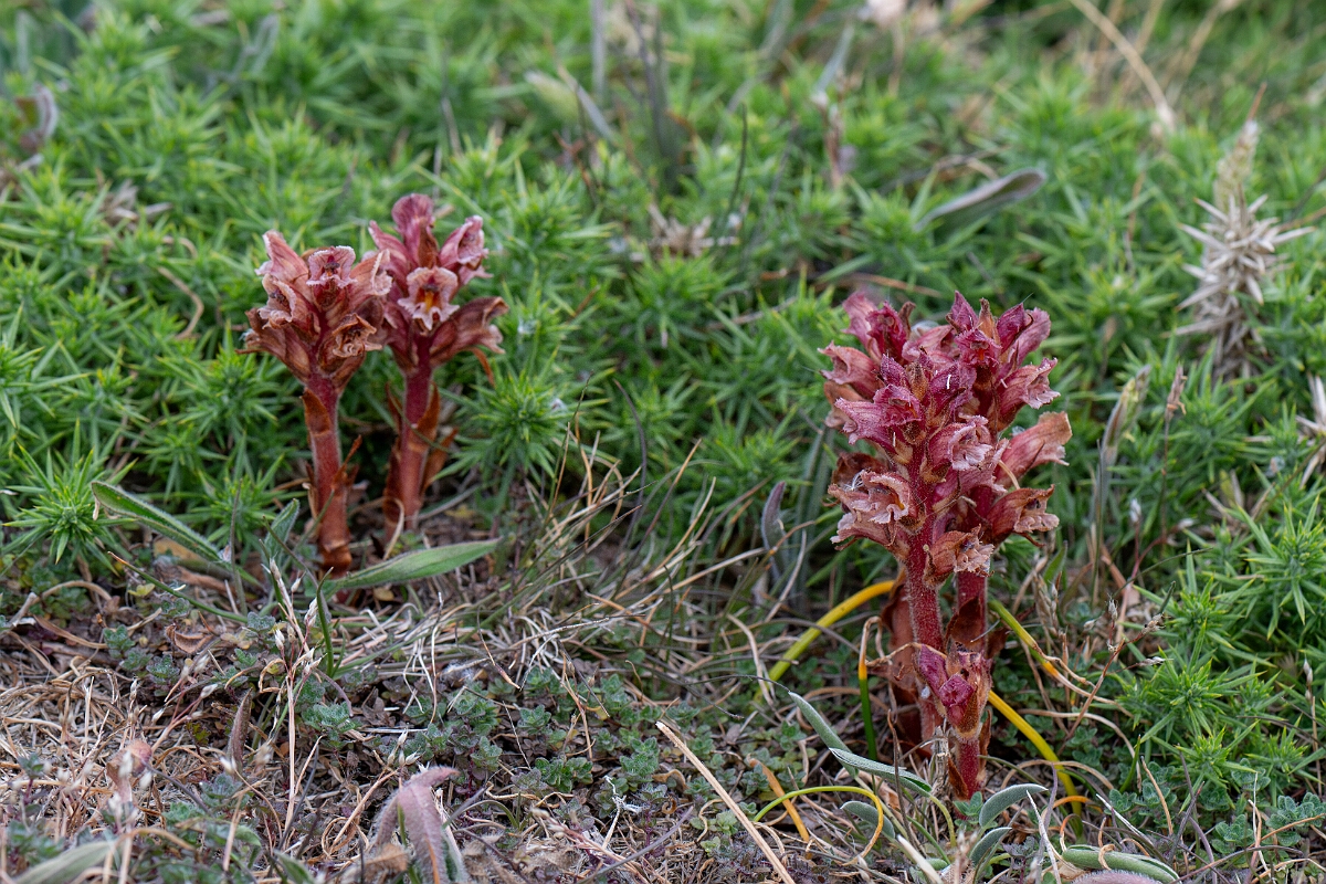 David Plant Photography - Wildlife Photography - Thyme broomrape - C.jpg - Thyme broomrape - Cornwall
