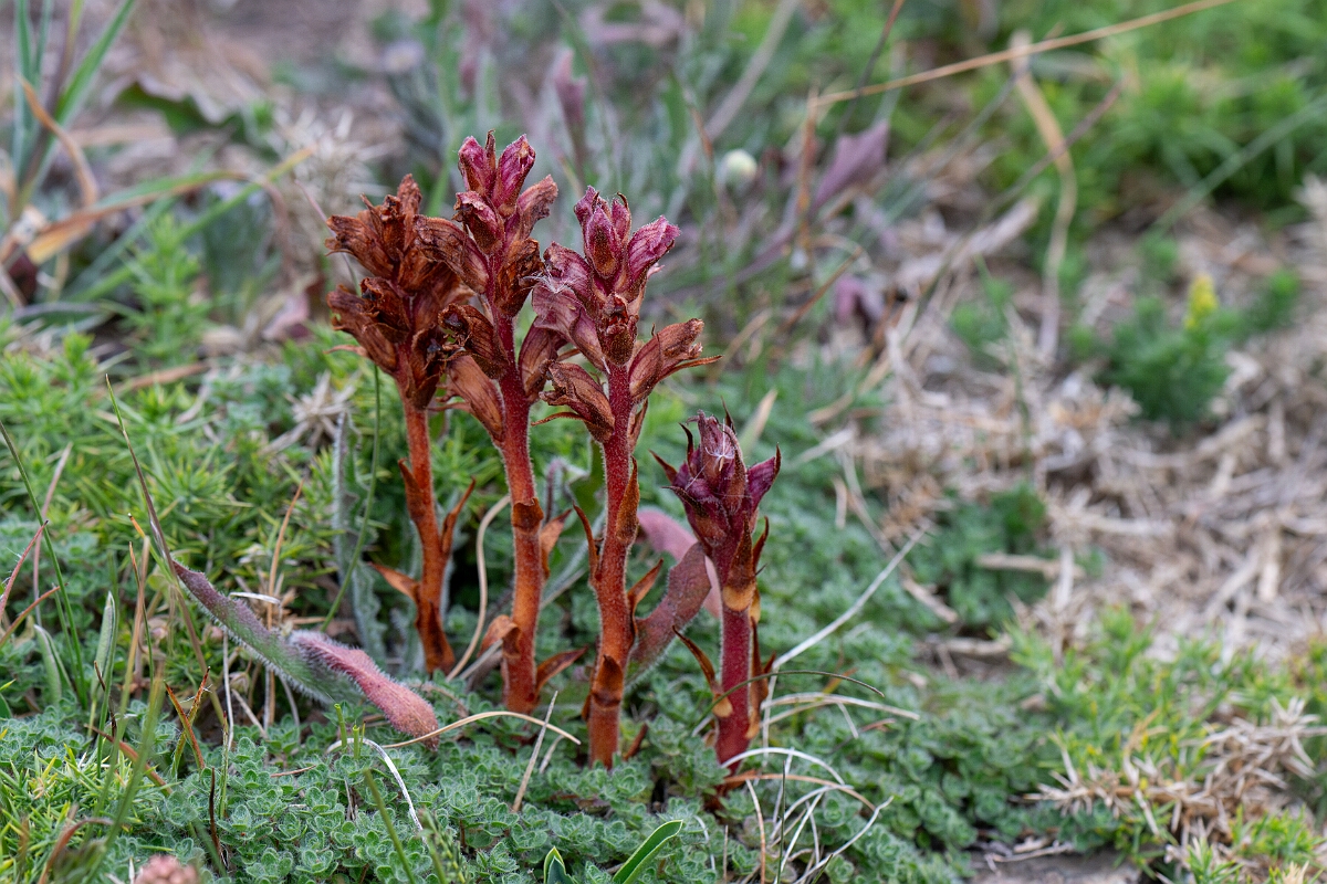 David Plant Photography - Wildlife Photography - Thyme broomrape - D.jpg - Thyme broomrape - Cornwall
