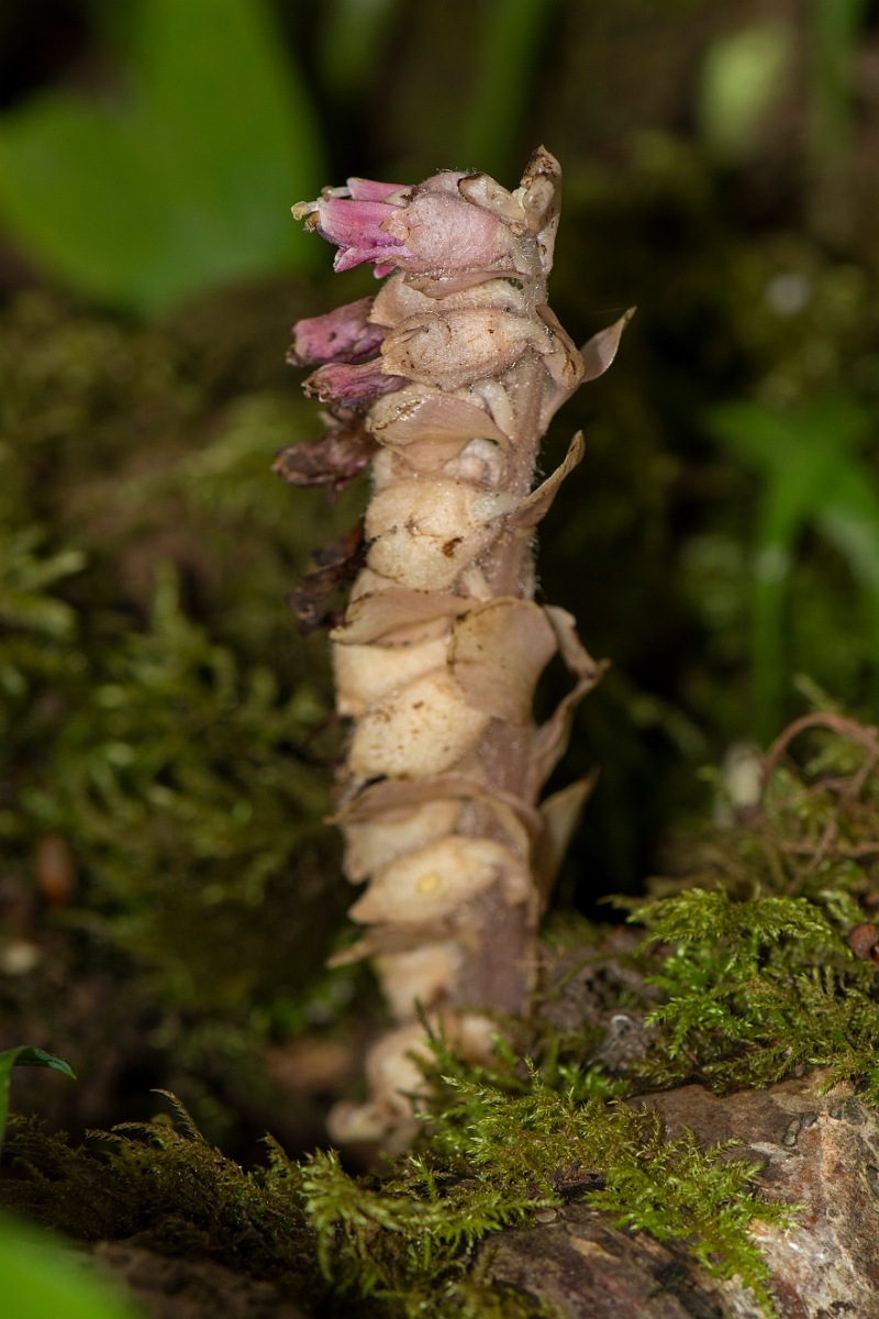 David Plant Photography - Wildlife Photography - Toothwort - C.JPG - Toothwort - Oxfordshire