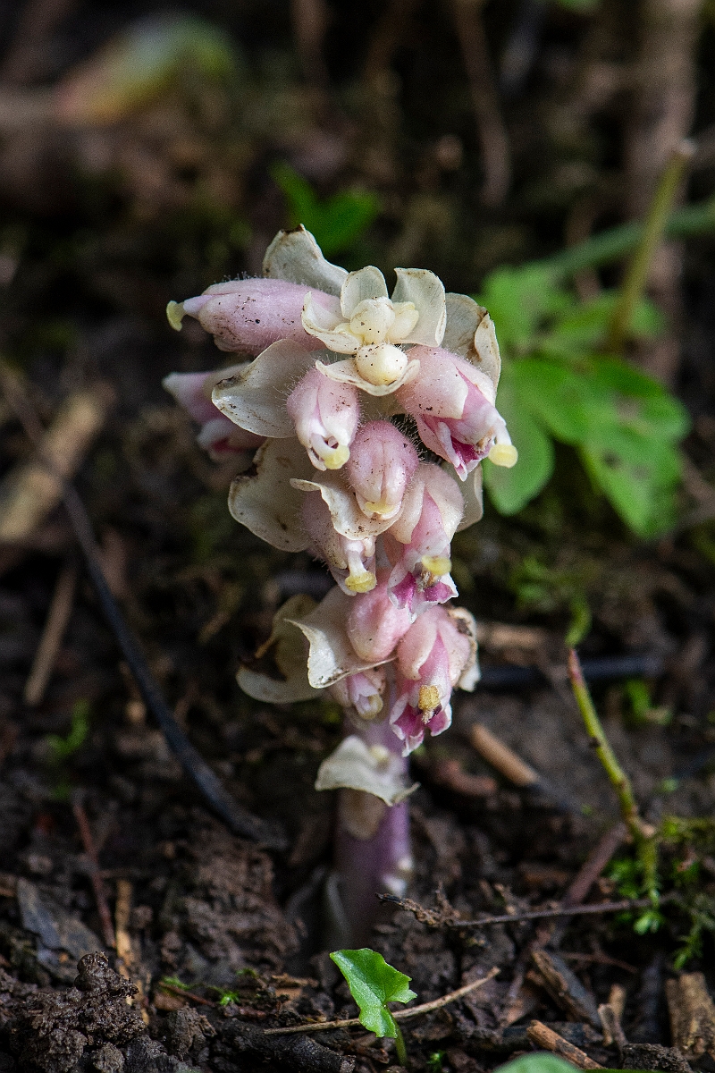 David Plant Photography - Wildlife Photography - Toothwort - E.JPG - Toothwort - Oxfordshire