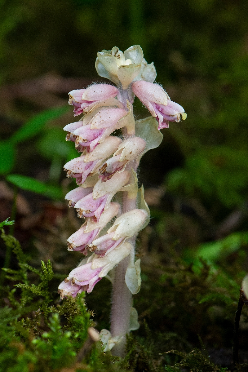 David Plant Photography - Wildlife Photography - Toothwort - H.JPG - Toothwort - Oxfordshire