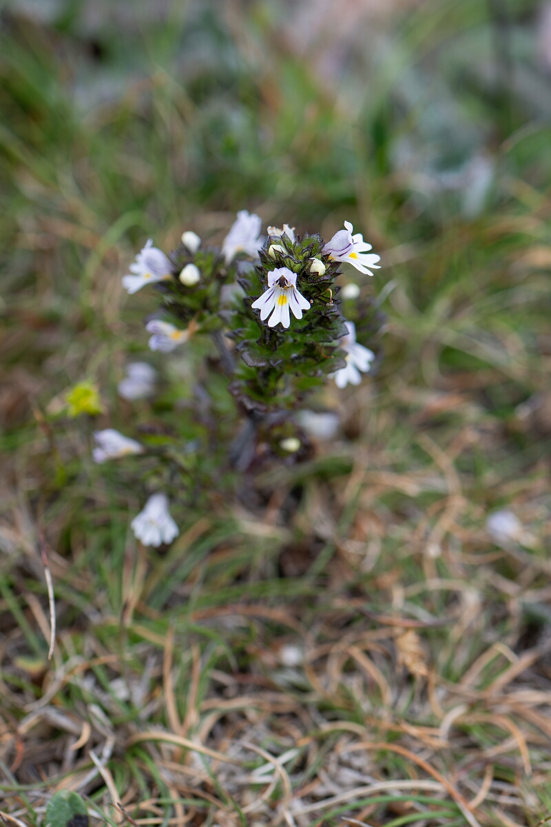 David Plant Photography - Wildlife Photography - Western eyebright - A.jpg - Western eyebright, Euphrasia tetraquetra - Cornwall