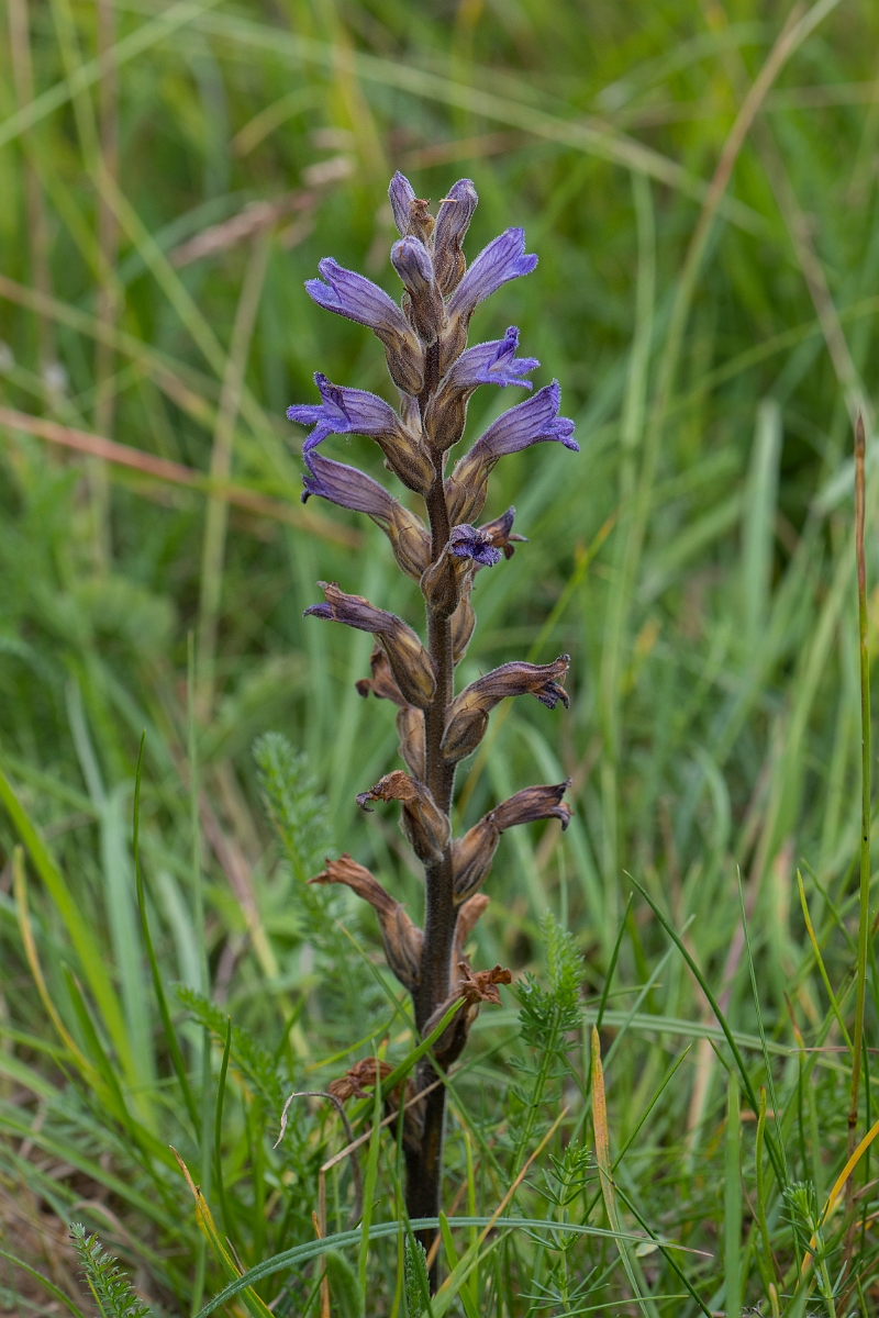 David Plant Photography - Wildlife Photography - Yarrow broomrape - A.JPG - Yarrow broomrape, spike - Norfolk