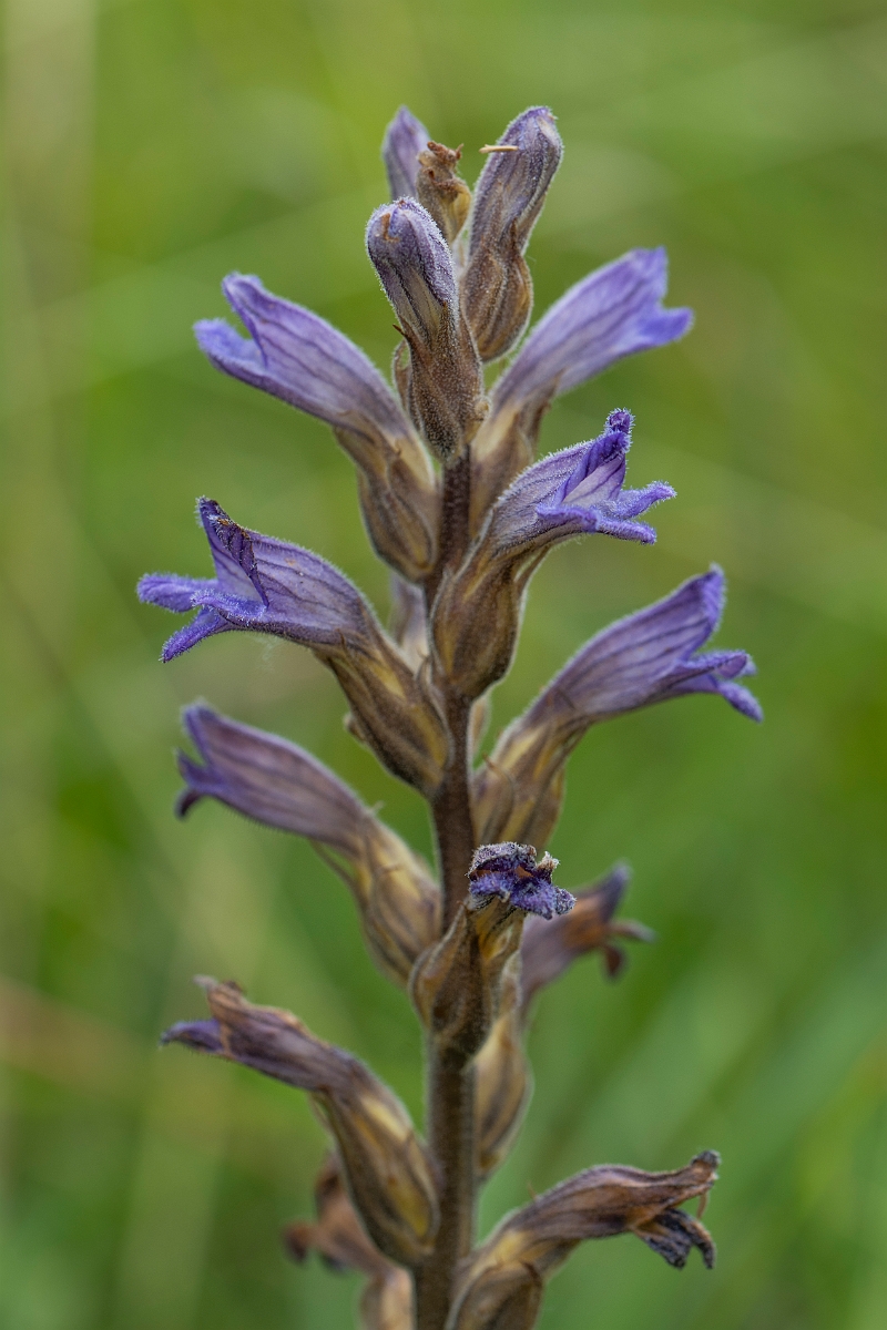 David Plant Photography - Wildlife Photography - Yarrow broomrape - B.JPG - Yarrow broomrape, flowers - Norfolk