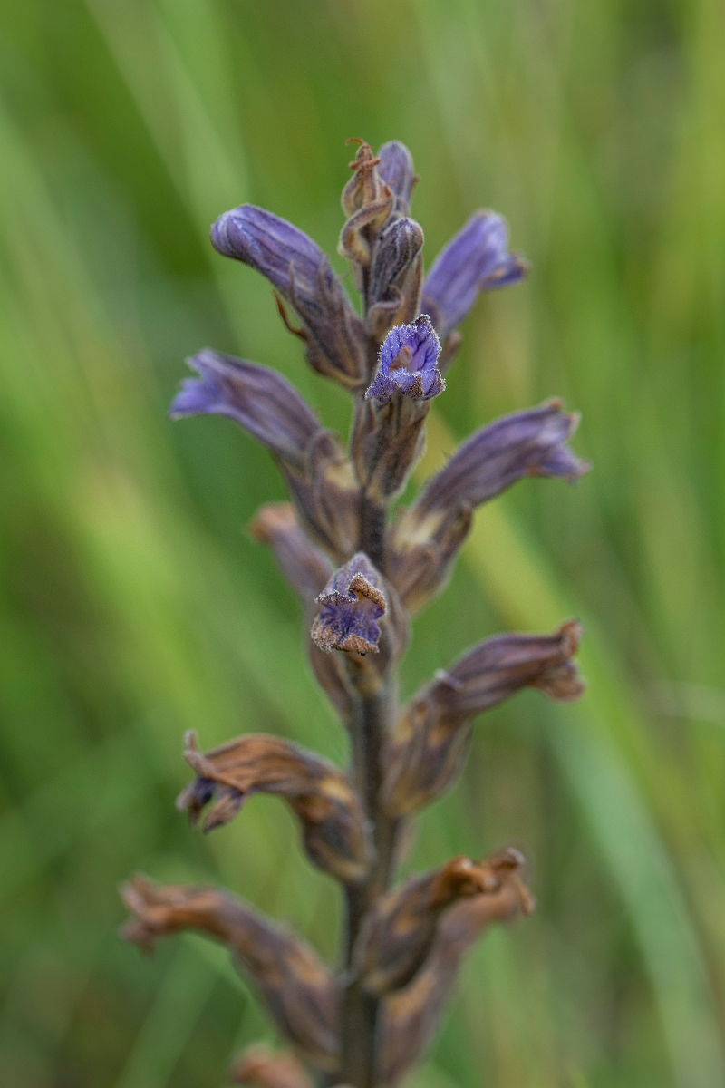 David Plant Photography - Wildlife Photography - Yarrow broomrape - C.JPG - Yarrow broomrape, flowers - Norfolk