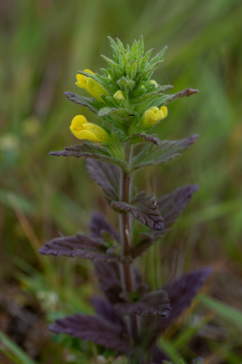 David Plant Photography - Wildlife Photography - Yellow bartsia - A.jpg - Yellow bartsia - Cornwall