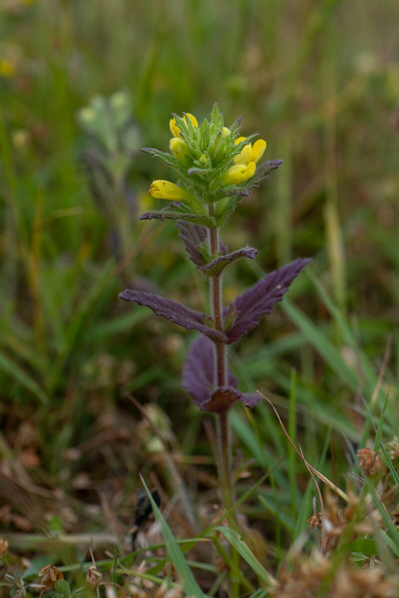 David Plant Photography - Wildlife Photography - Yellow bartsia - C.jpg - Yellow bartsia - Cornwall