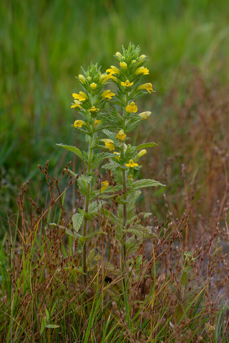David Plant Photography - Wildlife Photography - Yellow bartsia - E.jpg - Yellow bartsia - Cornwall