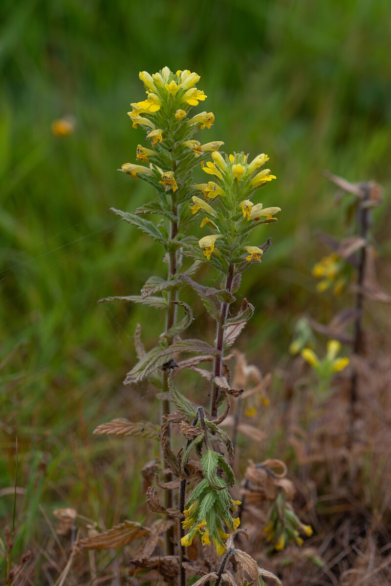 David Plant Photography - Wildlife Photography - Yellow bartsia - F.jpg - Yellow bartsia - Cornwall