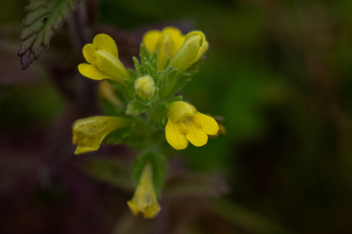 David Plant Photography - Wildlife Photography - Yellow bartsia - G.jpg - Yellow bartsia - Cornwall