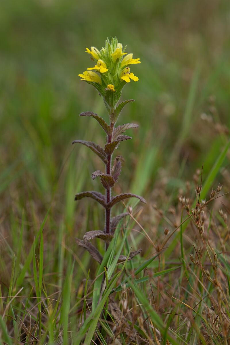 David Plant Photography - Wildlife Photography - Yellow bartsia - J.jpg - Yellow bartsia - Cornwall