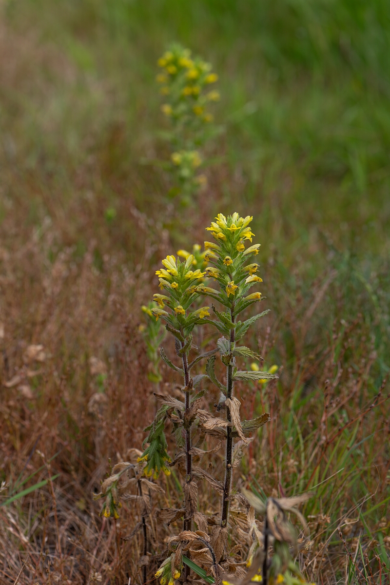 David Plant Photography - Wildlife Photography - Yellow bartsia - K.jpg - Yellow bartsia - Cornwall
