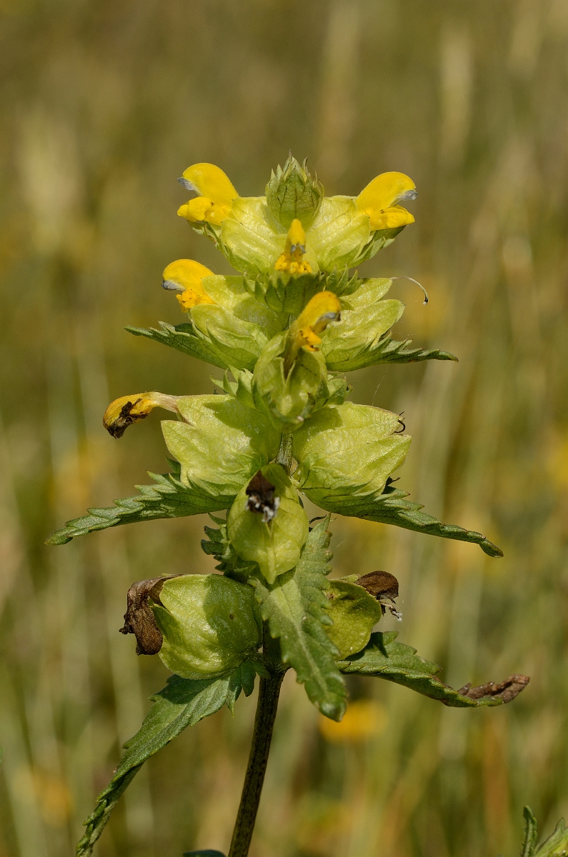 David Plant Photography - Wildlife Photography - Yellow rattle - A.jpg - Yellow rattle - Bridgend
