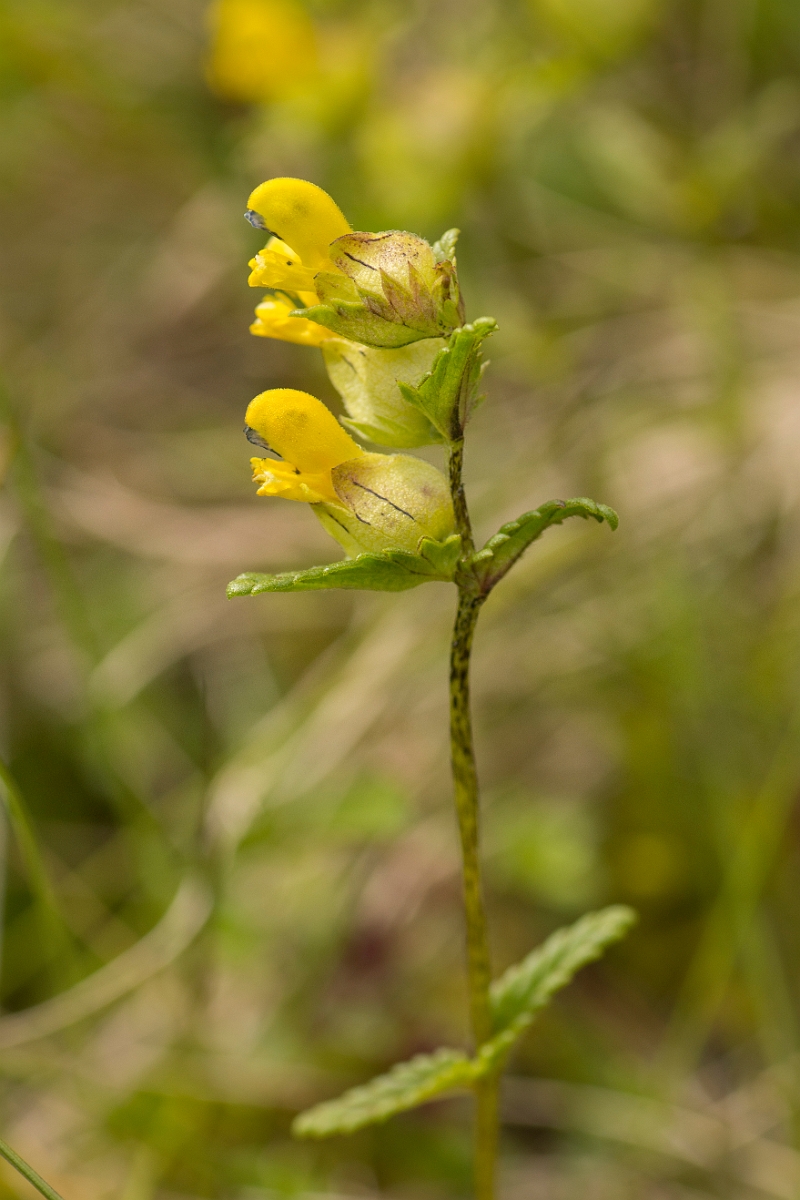 David Plant Photography - Wildlife Photography - Yellow rattle - C.jpg - Yellow rattle - Ayrshire