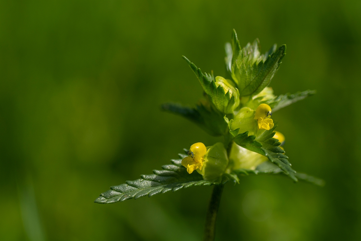 David Plant Photography - Wildlife Photography - Yellow rattle - D.jpg - Yellow rattle - Cotswolds