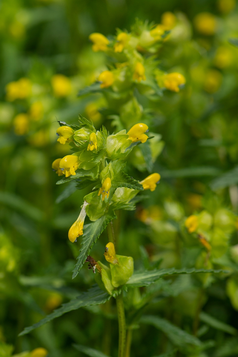 David Plant Photography - Wildlife Photography - Yellow rattle - E.jpg - Yellow rattle - Cotswolds