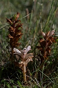 David Plant Photography - Wildlife Photography - Bedstraw broomrape - A