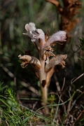 David Plant Photography - Wildlife Photography - Bedstraw broomrape - B