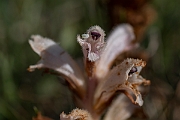 David Plant Photography - Wildlife Photography - Bedstraw broomrape - C