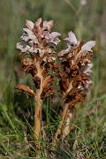 David Plant Photography - Wildlife Photography - Bedstraw broomrape - D