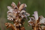 David Plant Photography - Wildlife Photography - Bedstraw broomrape - E